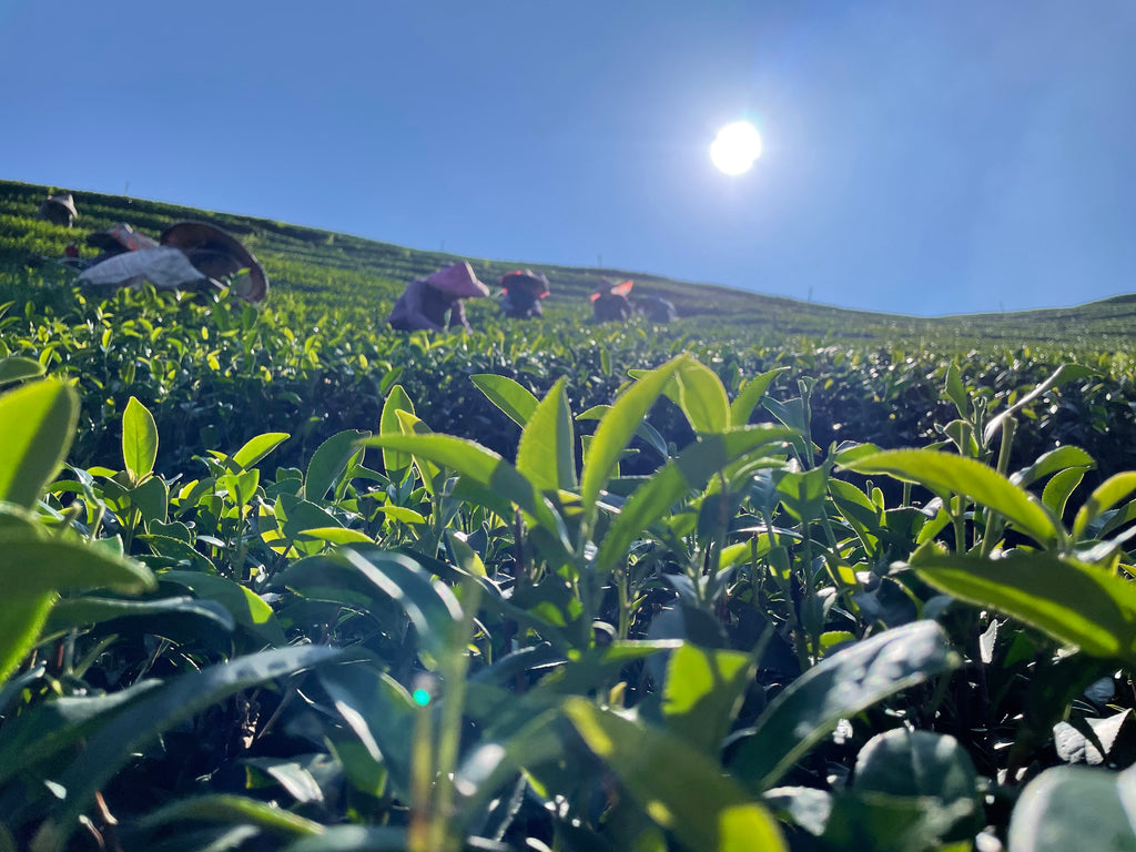 茶前故事｜一段可以收藏的文化體驗